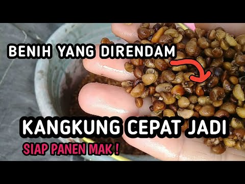 Cara Merendam Benih Kangkung Darat|Budidaya Kangkung