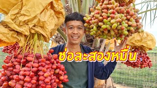 พันธุ์ใหม่ ต้นเดียวในโลก ช่อละสองหมื่น | เอิร์ธสดชื่น ปลูกแจกฟรี