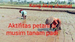 Musim tanam padi di sawah