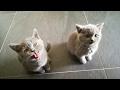 Teddy & Smokey | The British Shorthair Kittens | #2 Very Hungry