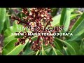 Mangifera Odorata Kwini Mango Kuwini Mango Tasting