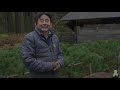 Portland Japanese Garden Plant Tour | Part 2: Pines