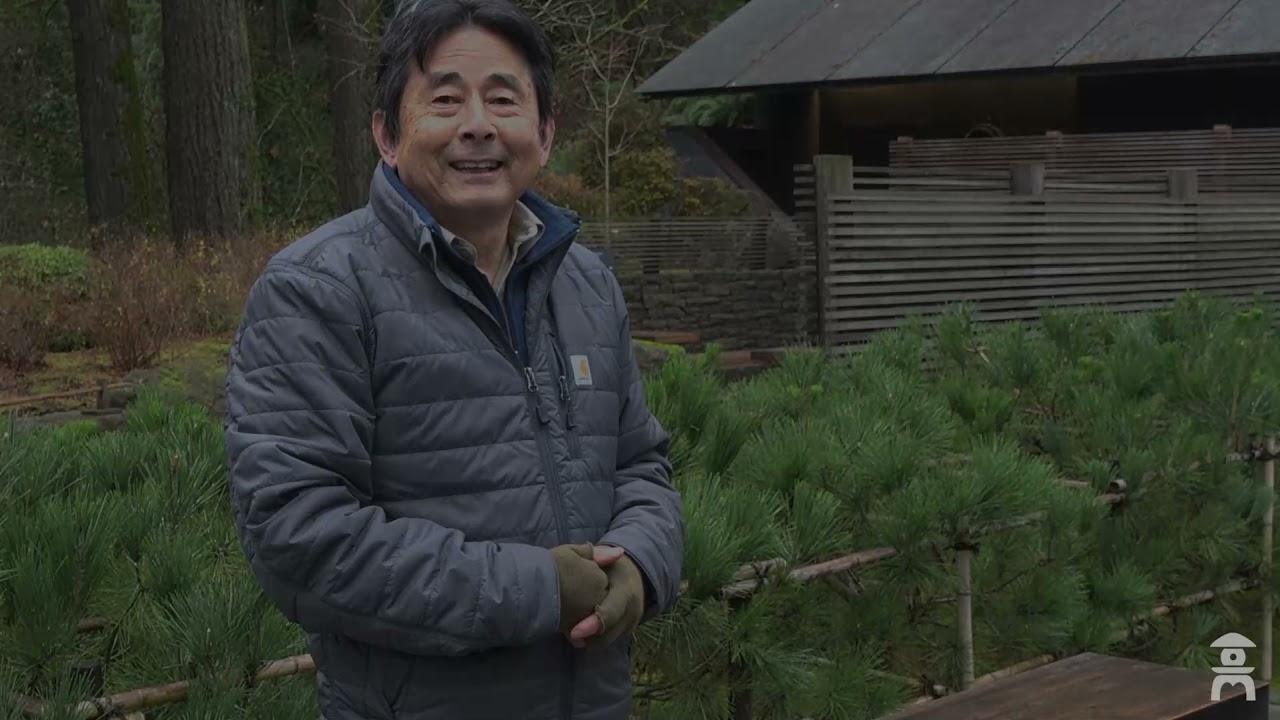 포틀랜드 일본 정원 식물 투어 | 파트 2: 소나무
