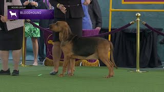 Bloodhounds | Breed Judging 2023