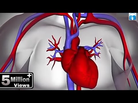 हृदय कैसे कार्य करता है? (How the Heart Works in Hindi)