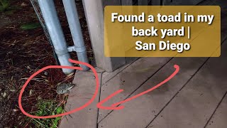 Found a Toad in my backyard | San Diego | First sightings
