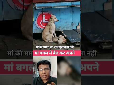मां की ममता का कोई मुकाबला नही ll #dog #animals #shorts