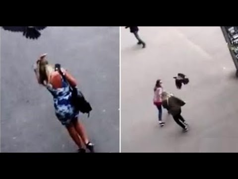 თბილისში ყვავები გამვლელებს თავს დაესხნენ