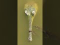 Gharial hatchlings explore the ancient Gandak River 🐊 #Shorts #Animals #Nature