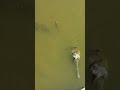 Gharial hatchlings explore the ancient Gandak River 🐊 #Shorts #Animals #Nature