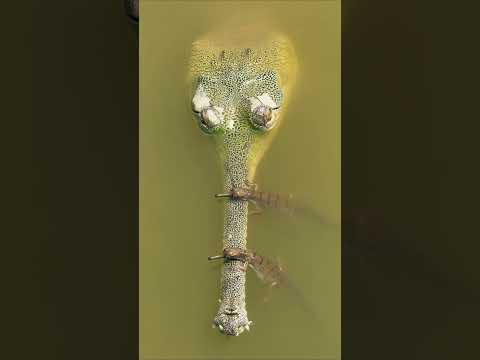 Gharial hatchlings explore the ancient Gandak River 🐊 #Shorts #Animals #Nature