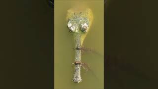 Gharial hatchlings explore the ancient Gandak River 🐊 #Shorts #Animals #Nature
