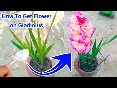 Video: Glads Did Not Flower - Redenen voor geen bloei op gladiolenplanten