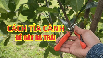 Tỉa cành, cắt đọt cây MÍT Bón phân gì cho cây ra trái