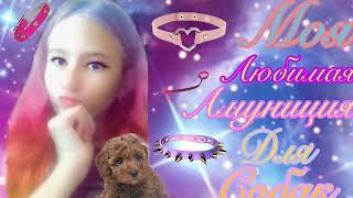 /Моя любимая амуниция для собак/Алина Коваль/ /Моя любимая амуниция для собак/Алина Коваль/