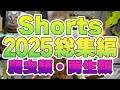 【2025】short総集編・爬虫類・両生類編【ヤモリ】 thumbnail