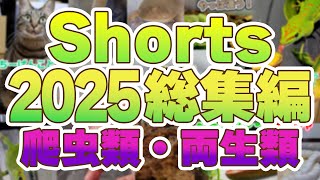 【2025】short総集編・爬虫類・両生類編【ヤモリ】