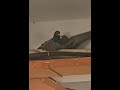 Pigeon fight #pigeon #birds