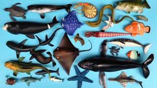 Binatang Laut Hiu Harimau Penyu, Ikan Tuna, Ikan Badut, Walrus, Paus Bungkuk, Singa Laut, Ammonite