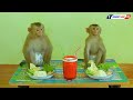 Obedient Monkey | Funny Baby Kako And Luna Has Lunch