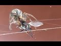 Spider gobbles a fly, dragonfly and moth / Паук поедающий муху, стрекозу и мотылька