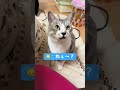 人間の年齢だと中年男性の猫のおねだりが可愛すぎる