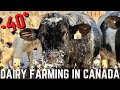 Extreme Cold Hits The Dairy!!!