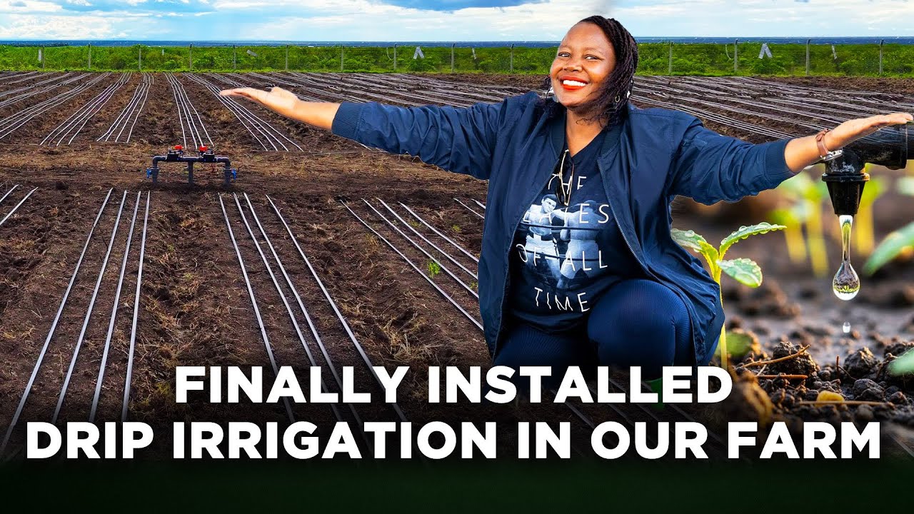 ⁣Installing Drip Irrigation In Our Farm,Common Mistakes to Avoid & Estimated Cost Per Acre | LNN