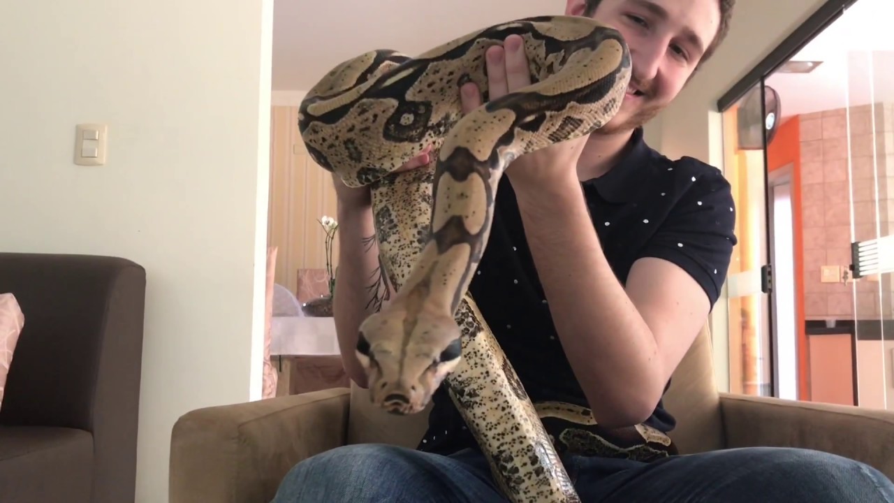 AMIZADE INCOMUM - Tales Ferrero de Araújo e sua jiboia Ozzy