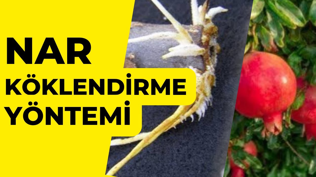 NÂR Havai Daldırma 