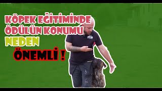 KÖPEK EĞİTİMİNDE ÖDÜLÜN KONUMLANDIRILMASI (CANE CORSO EĞİTİMİ) #canecorso #köpekeğitimi #k9