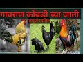 गावरान कोंबडी च्या जाती, व सर्व माहिती , gavran kombdichya jati v sampurn mahiti