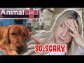 We Rushed My Dog To The EMERGENCY VET..