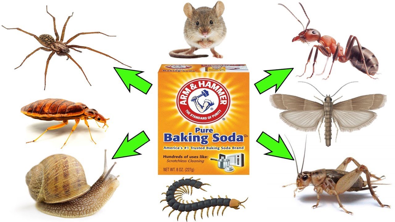 How To Use Baking Soda To Get Rid Of Pests COCKROACHES FLEAS ANTS 