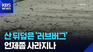 계양산 뒤덮은 ‘러브버그’…방역 어려운 이유는? / KBS  2025.07.02.
