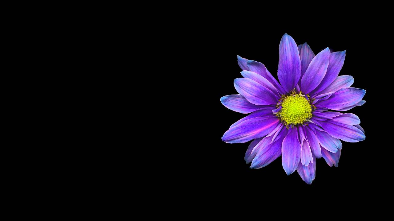 59 Surah Al Hashr with urdu translation by Qari waheed zafar qasmi