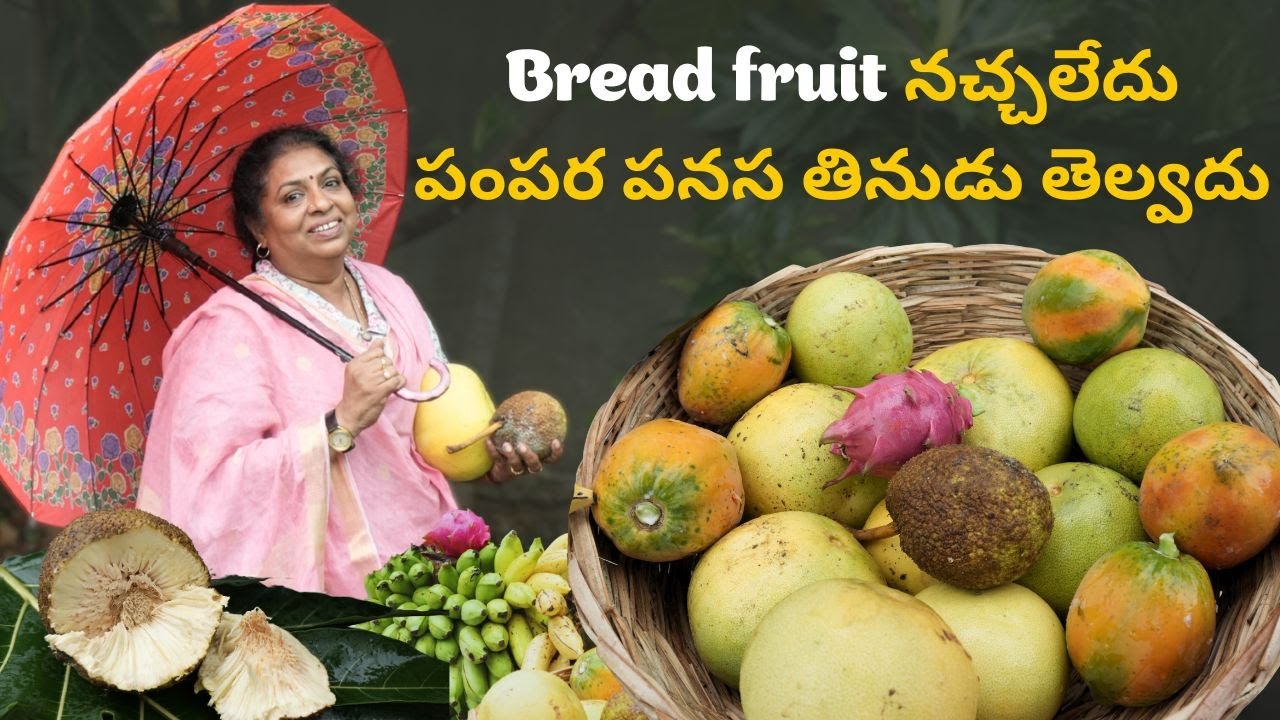 Bread fruit నచ్చలేదు పంపర పనస తినుడు తెల్వదు #harvest #fruit #garden #breadfruit #rain