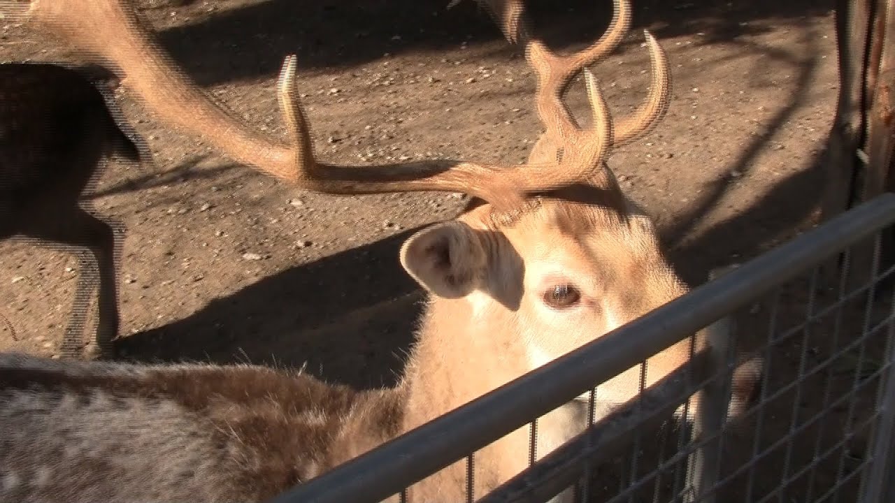 DEER LIKE TO EAT POPCORN YouTube