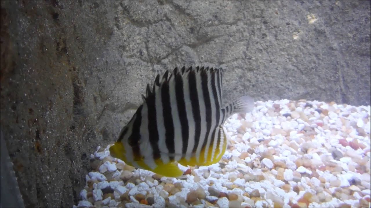 multibar angelfish by amongthereef