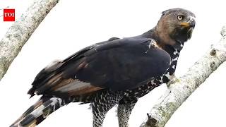 Top 9 LARGEST Eagles in the World! (Incredible Power & Unique Traits)