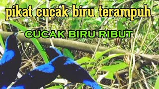 suara pikat cucak biru ribut dan sangat ampuh