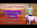 История Туркменского алабая глазами очевидца / Легенды породы