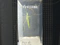 カマキリの羽化