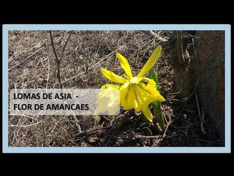 Visita a las Lomas de Asia (Flor de Amancaes)