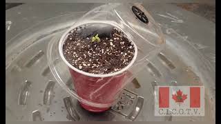 Episode 2: Day 1-3 First grow with the HB 1500 by PARFACTWORKS