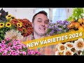 Best new annuals 2024  upgrade your hanging baskets pots and beds