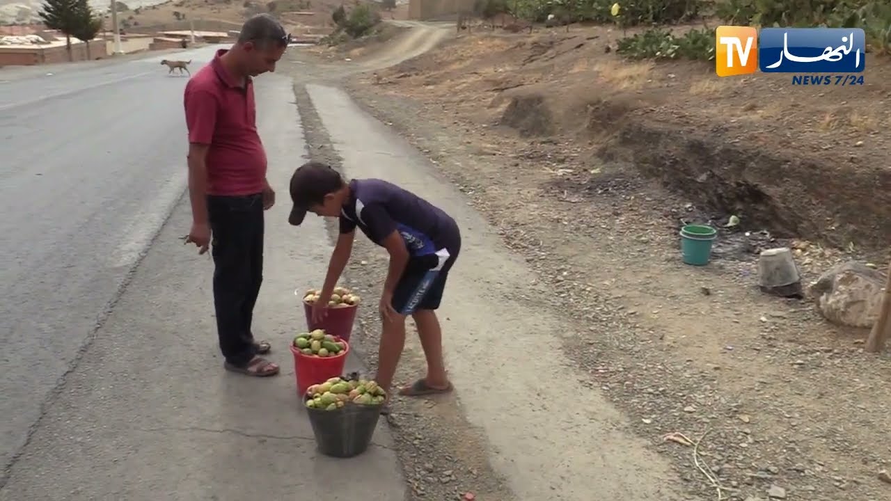 بيع التين الشوكي بعين الدفلى.. سبيل التلاميذ لتوفير مصاريف الدخول المدرسي