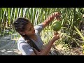 Hoy Nos Tocó Trabajar Con Las Matas De Coco Enanas #LaChicaDelCoco