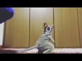 Bush Baby plays with a ball for the first time