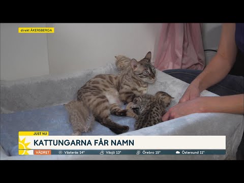 Video: Välja Det Perfekta Kattnamnet